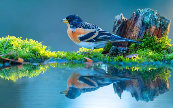  Brambling (fringilla montifringilla)