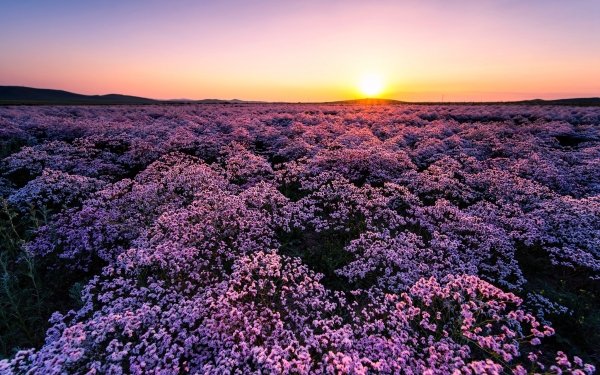 Nature Meadow Pink Flower Sunrise HD Wallpaper | Background Image