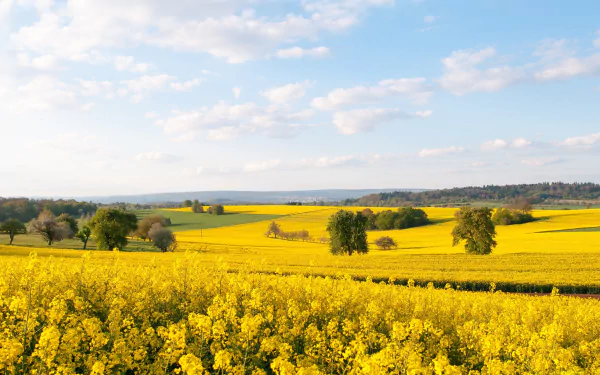 HD PC desktop wallpaper showcasing a vibrant rapeseed field under a partly cloudy sky, highlighting the beauty of nature in full bloom.
