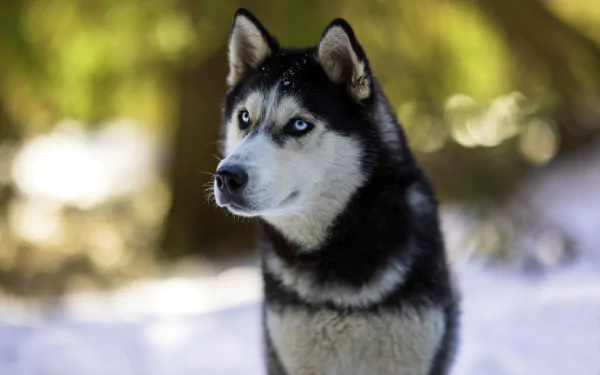 Animal husky HD Desktop Wallpaper | Background Image