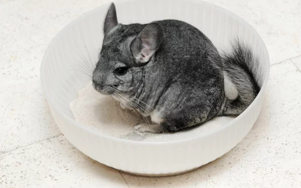 A chinchilla sits comfortably in a white bowl filled with sand, showcasing its soft fur. This HD desktop wallpaper captures the charming essence of this playful animal.