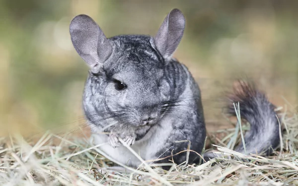 A chinchilla sits on a bed of hay, showcasing its soft fur and large ears. This high-definition image serves as a captivating desktop wallpaper for animal lovers.
