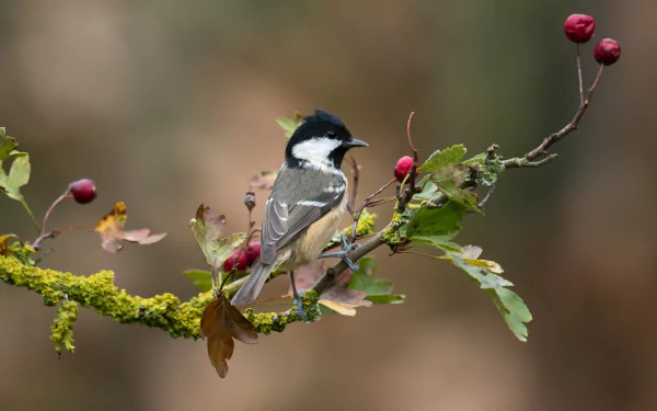 Animal titmouse HD Desktop Wallpaper | Background Image