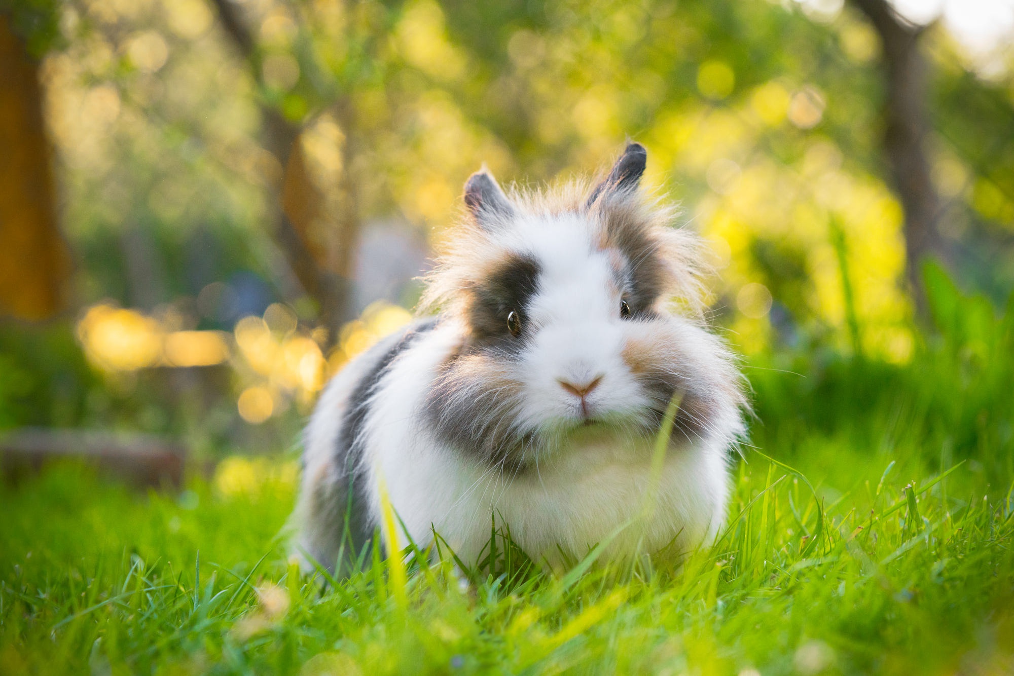 Animal Rabbit HD Wallpaper