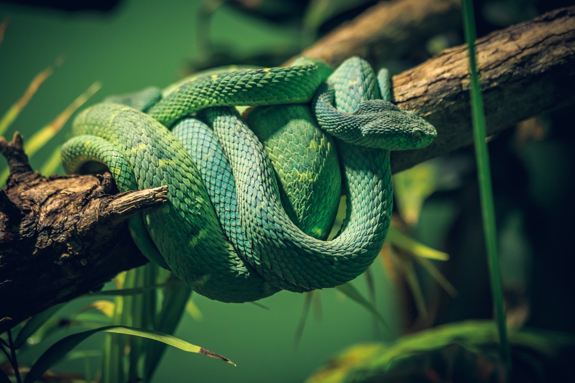 Download Animal Python 4k Ultra HD Wallpaper