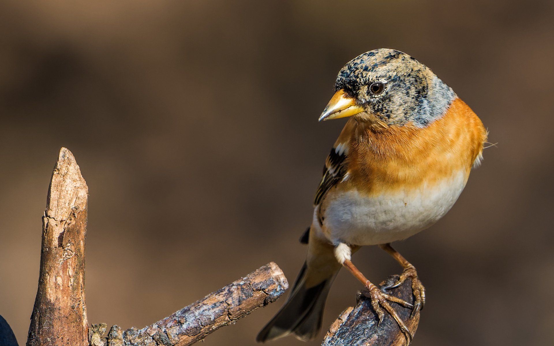 Download Brambling Animal Finch HD Wallpaper