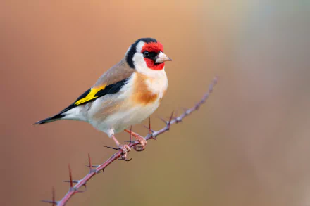 european goldfinch Animal goldfinch HD Desktop Wallpaper | Background Image