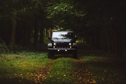 forest vehicle Jeep Wrangler HD Desktop Wallpaper | Background Image