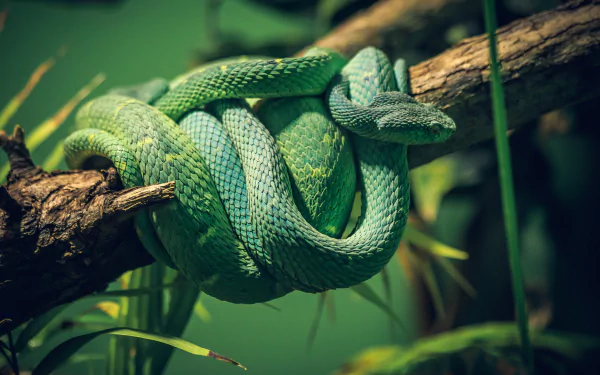 Animal python HD Desktop Wallpaper | Background Image