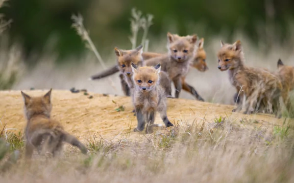 cub Animal fox HD Desktop Wallpaper | Background Image