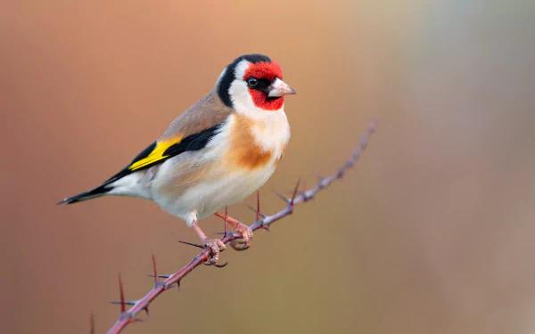 european goldfinch Animal goldfinch HD Desktop Wallpaper | Background Image