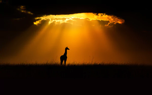 sunlight Animal giraffe HD Desktop Wallpaper | Background Image