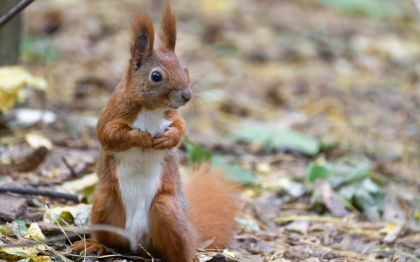 Animal Squirrel HD Wallpaper | Background Image