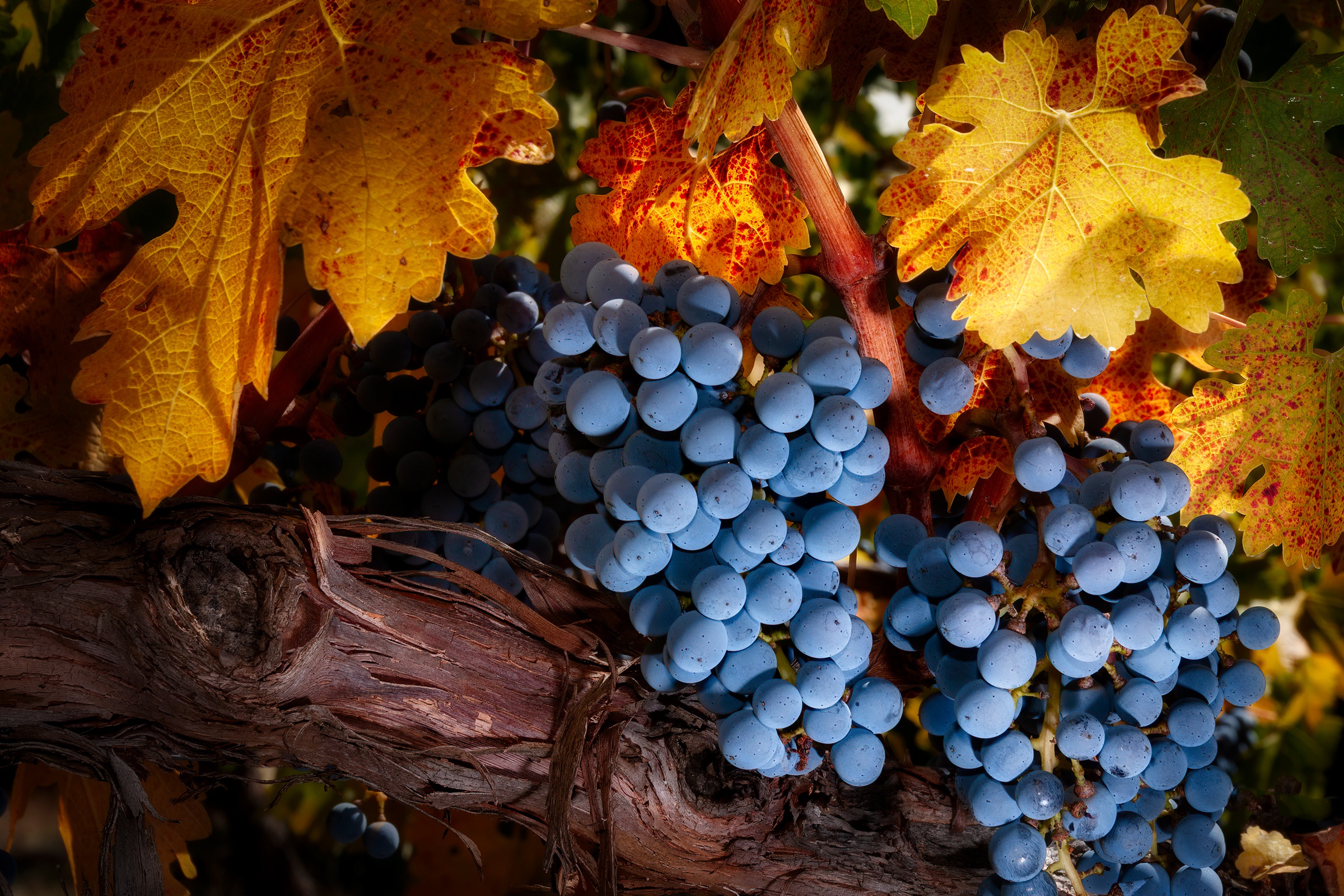 Food Grapes HD Wallpaper