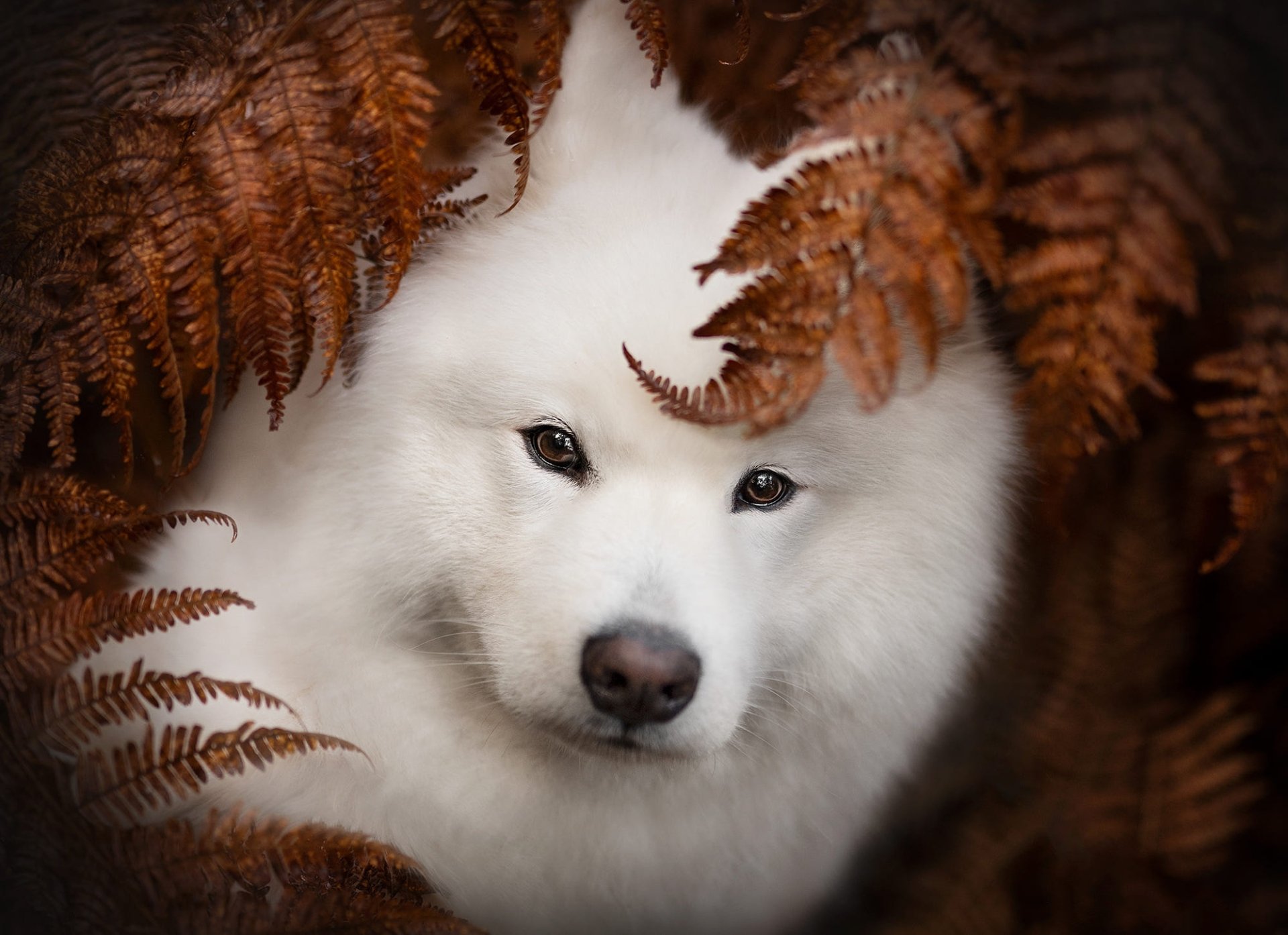 Download Animal Samoyed HD Wallpaper