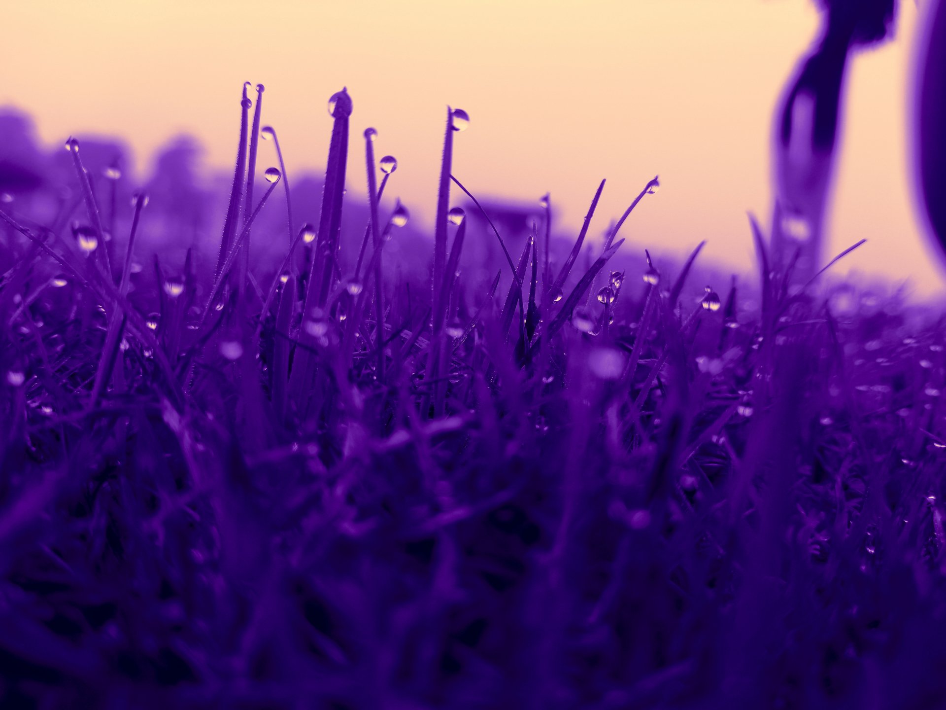 purple grass