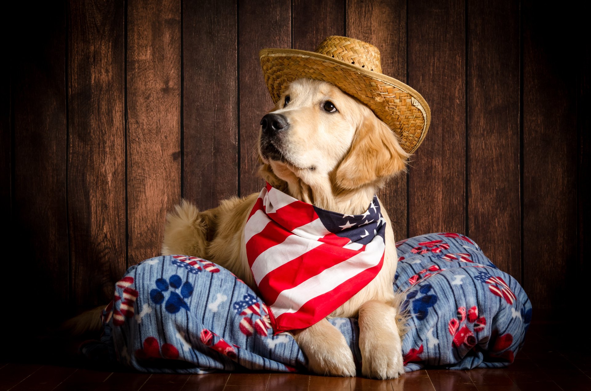 Download Animal Golden Retriever 4k Ultra HD Wallpaper