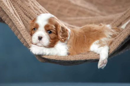 puppy Animal King Charles Spaniel HD Desktop Wallpaper | Background Image