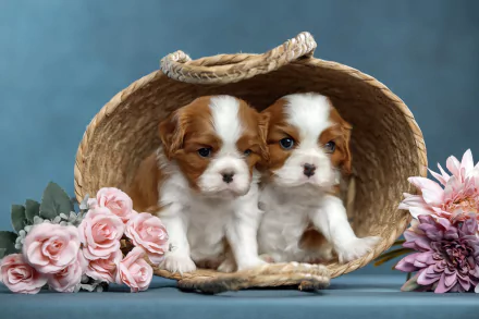 puppy Animal King Charles Spaniel HD Desktop Wallpaper | Background Image