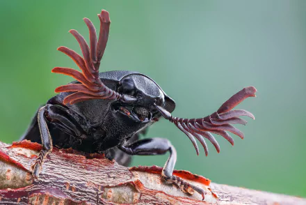 Animal beetle HD Desktop Wallpaper | Background Image