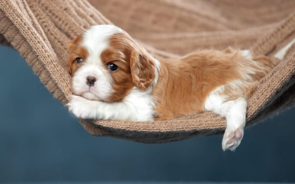 Animal King Charles Spaniel Dogs Puppy HD Wallpaper | Background Image