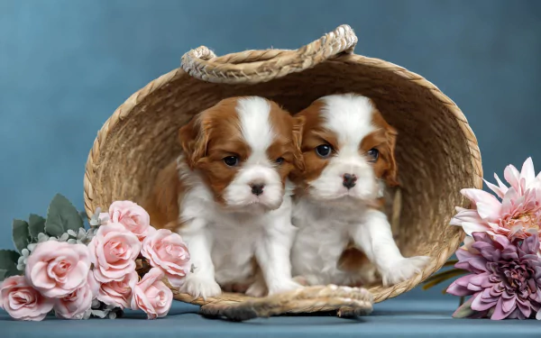 puppy Animal King Charles Spaniel HD Desktop Wallpaper | Background Image