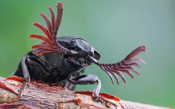 Animal beetle HD Desktop Wallpaper | Background Image