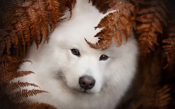 Animal samoyed HD Desktop Wallpaper | Background Image