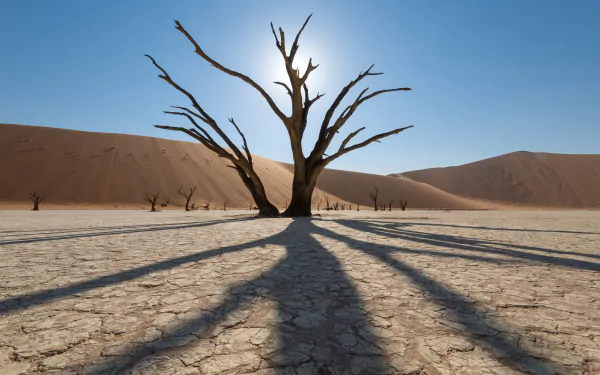 2K Quad HD PC desktop wallpaper: lone dead tree in a desert nature scene, its spindly branches casting long shadows across cracked earth, rolling dunes and a clear blue sky.