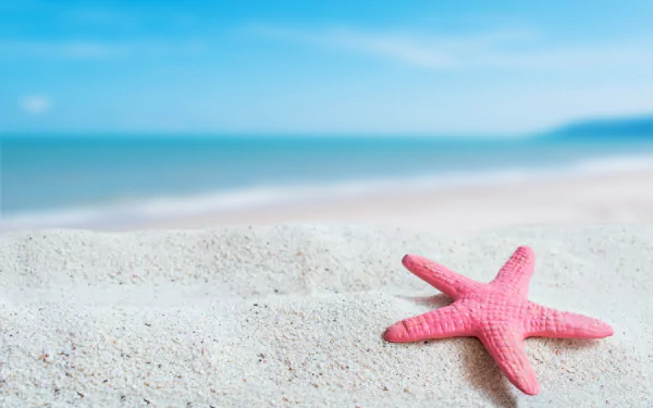 sand Animal starfish HD Desktop Wallpaper | Background Image