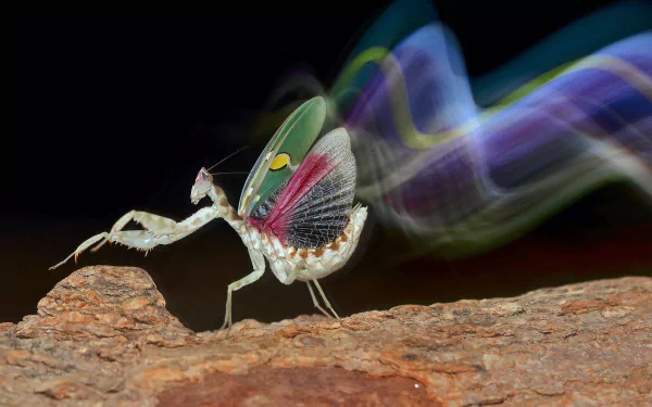 Animal praying mantis HD Desktop Wallpaper | Background Image