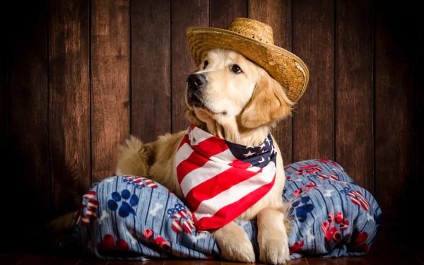 Animal golden retriever HD Desktop Wallpaper | Background Image