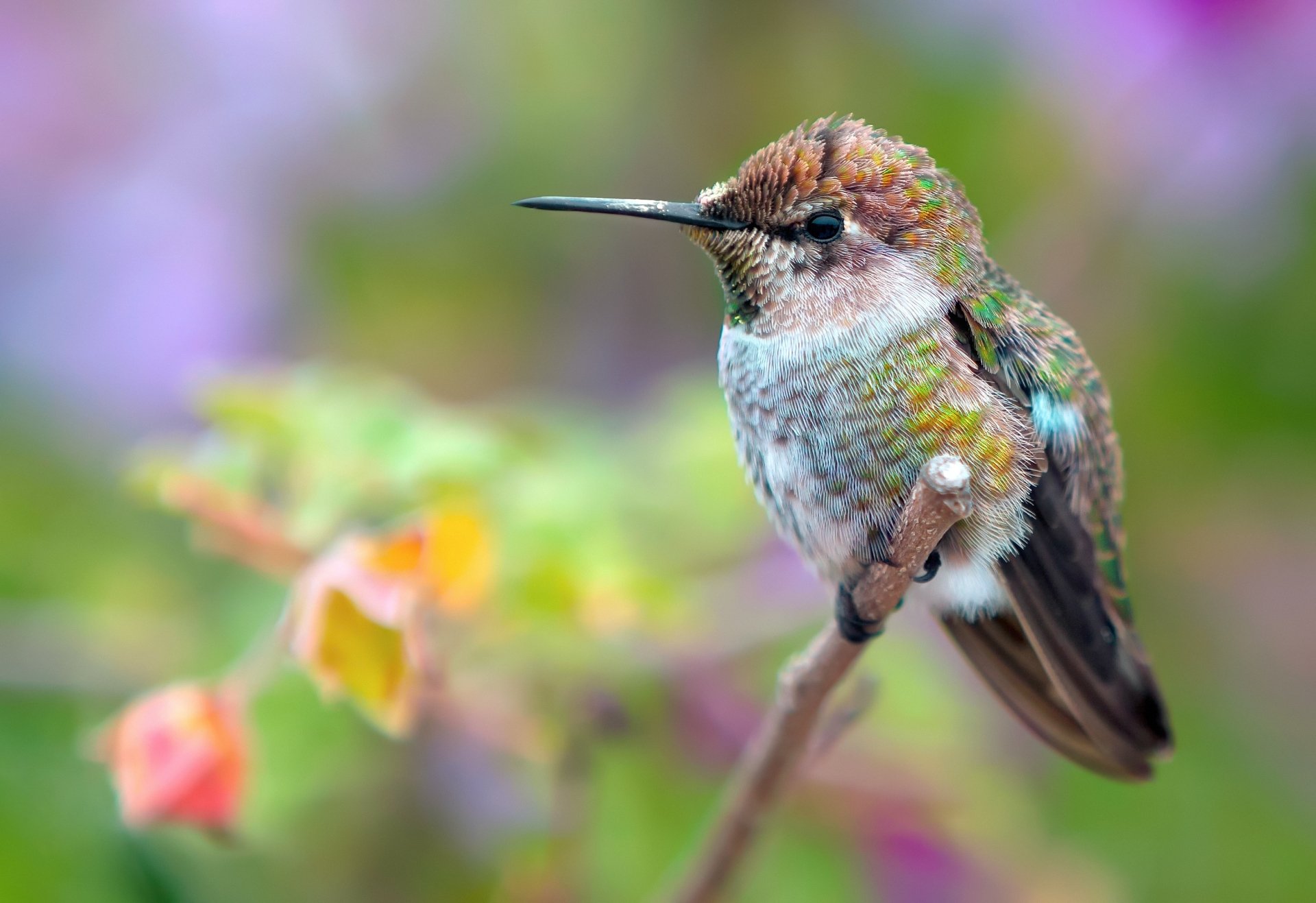 Download Animal Hummingbird HD Wallpaper