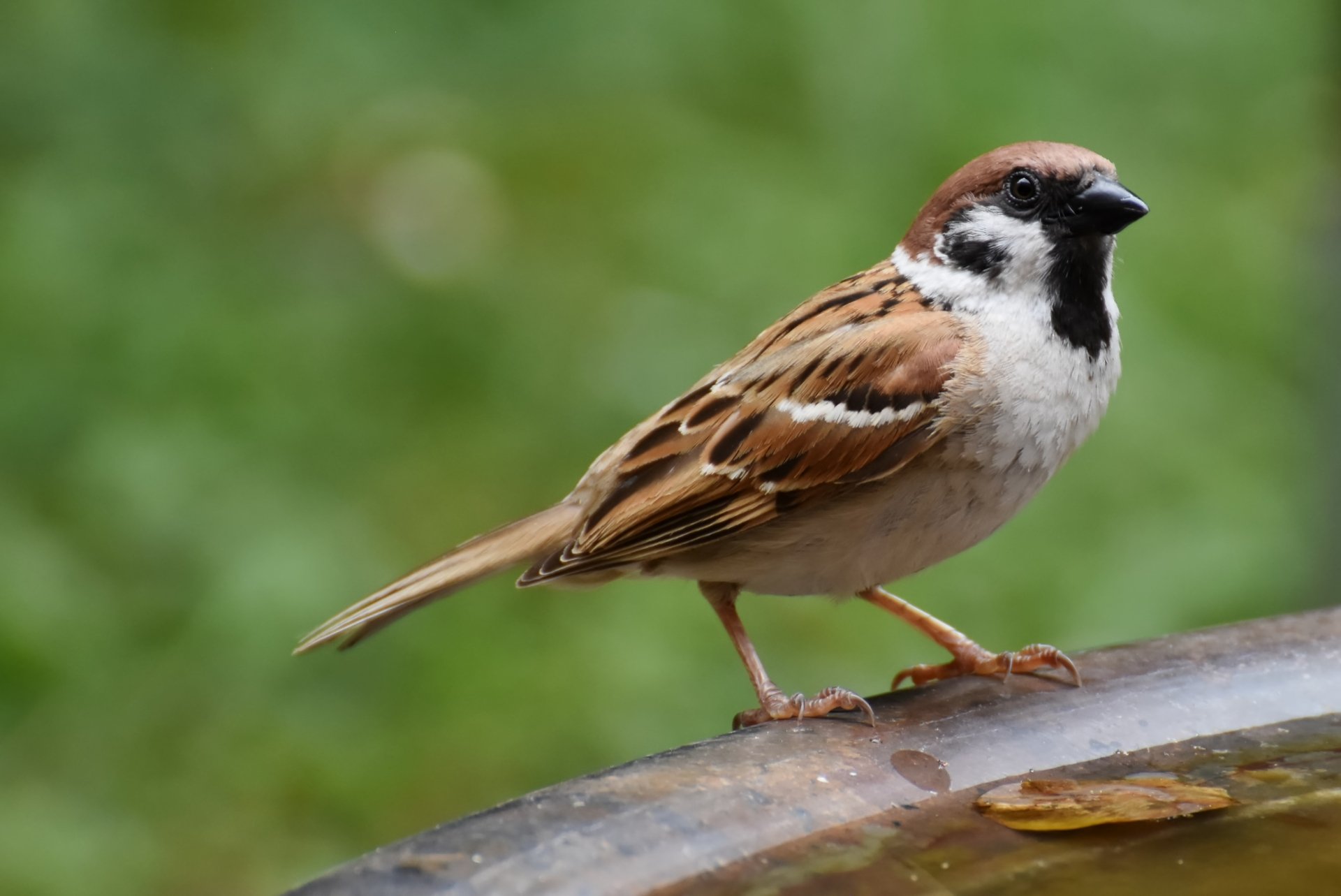 Download Animal Sparrow 4k Ultra HD Wallpaper by Ralphs_Fotos
