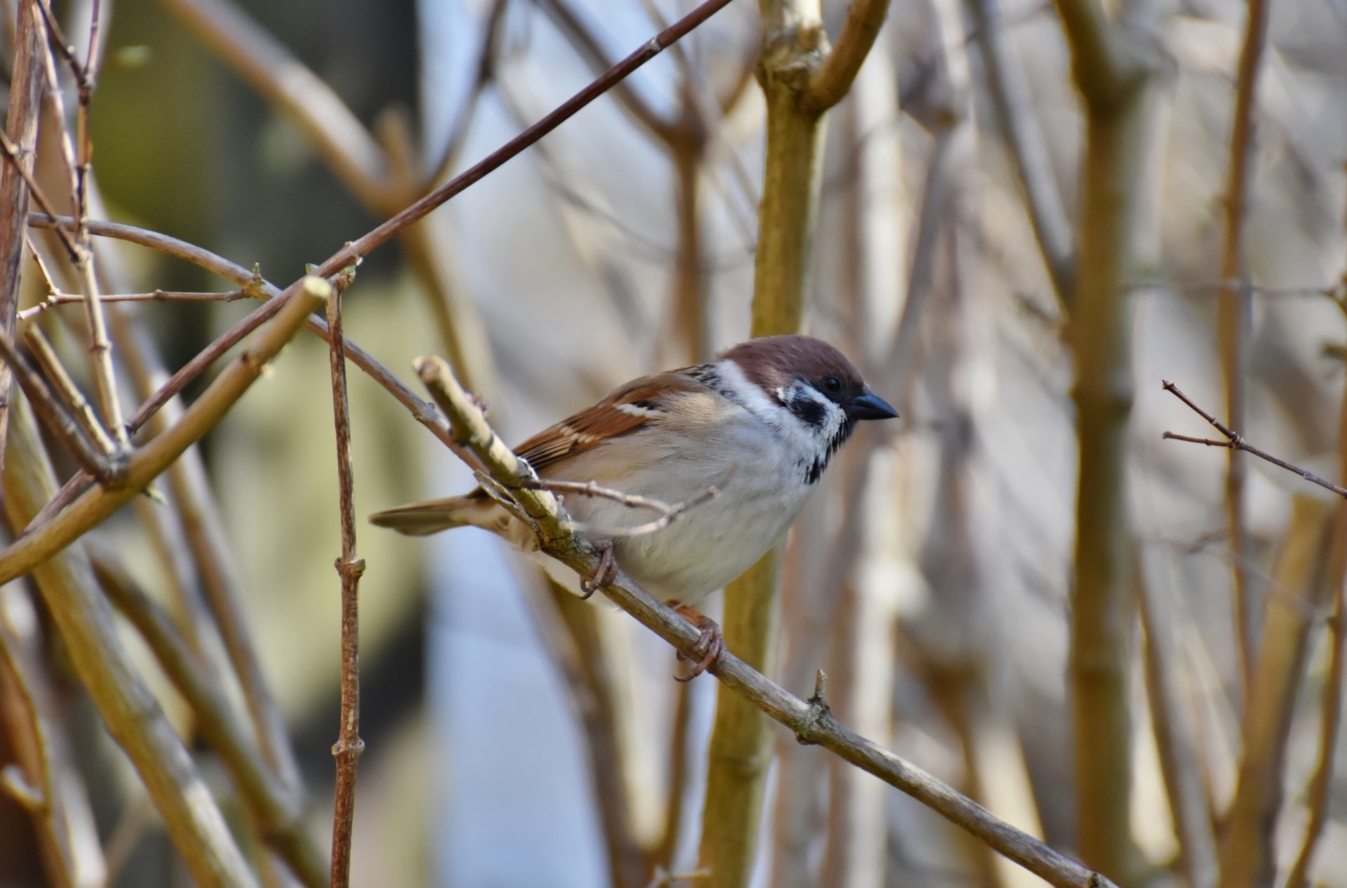 Download Animal Sparrow 4k Ultra HD Wallpaper by Ralphs_Fotos