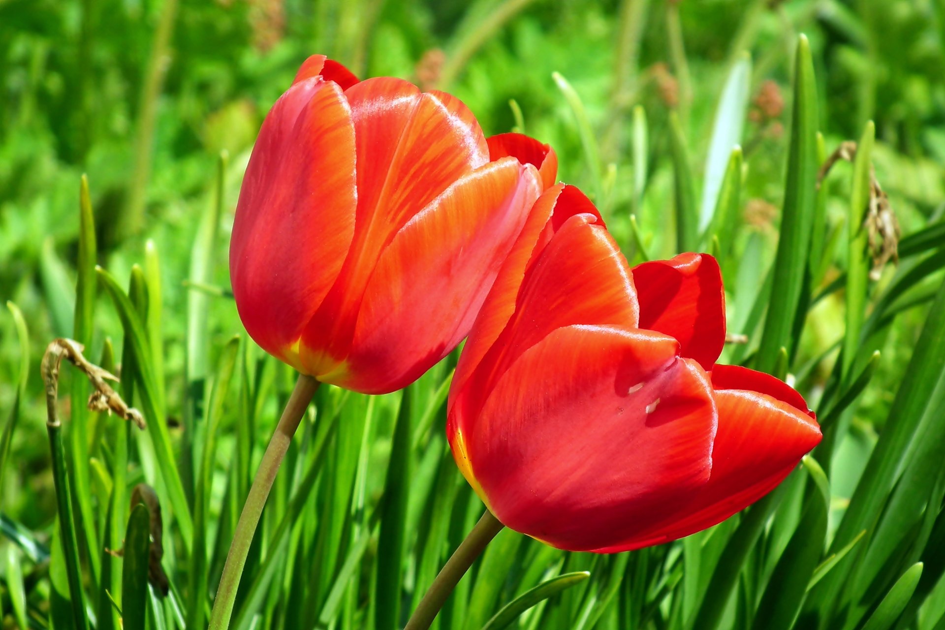 Tulip HD Wallpaper by MrGajowy3