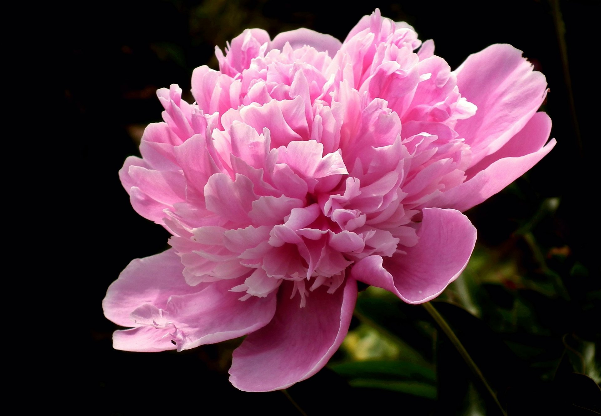 Download Nature Peony HD Wallpaper by MrGajowy3