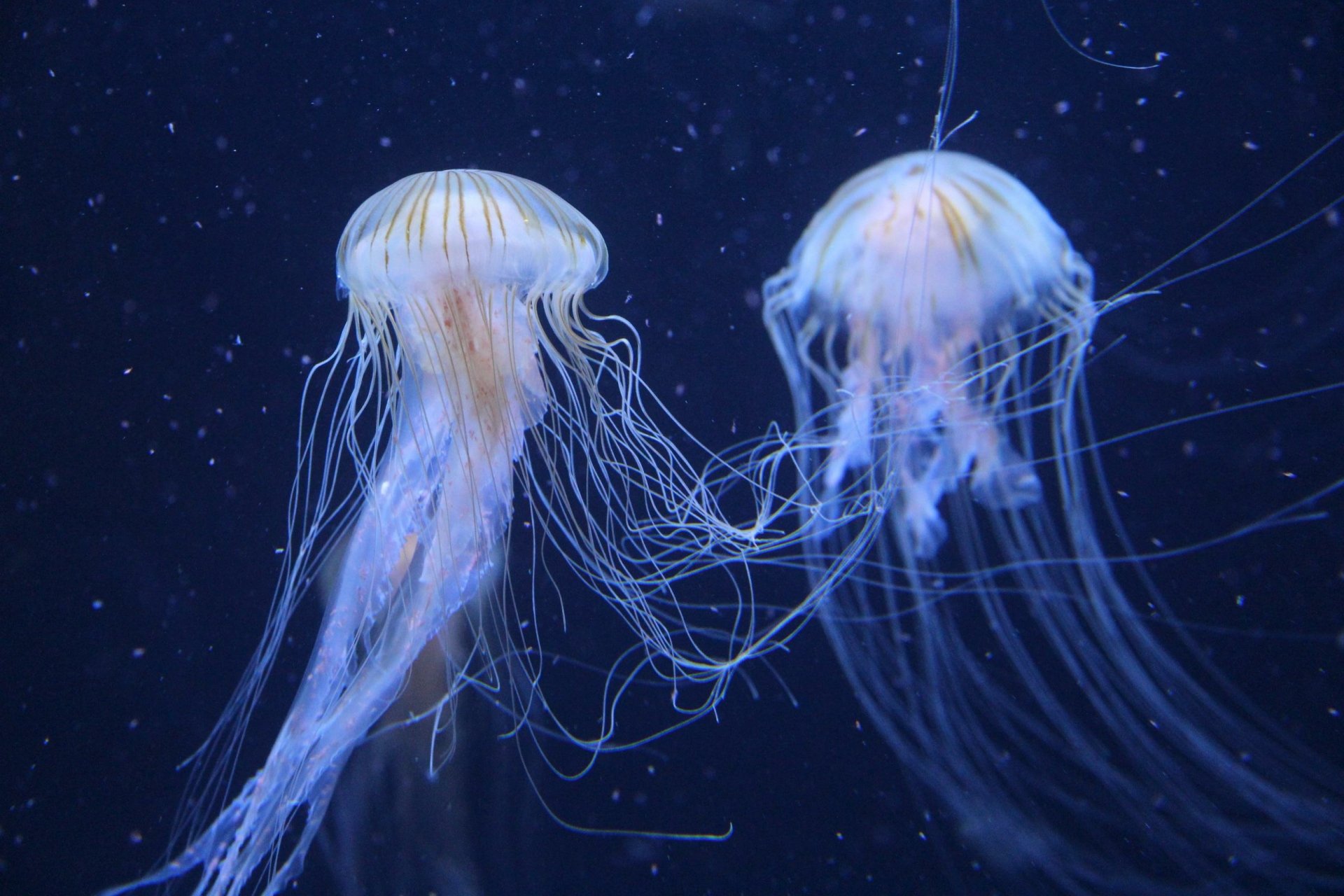 What Do Jellyfish Eat In A Tank