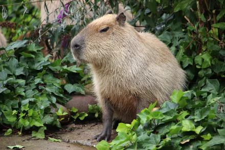 HD PC desktop wallpaper featuring a close-up of a capybara sitting calmly among lush green foliage.