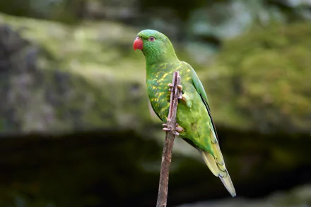 Animal parrot HD Desktop Wallpaper | Background Image