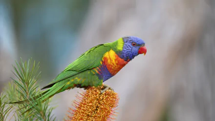 Animal rainbow lorikeet HD Desktop Wallpaper | Background Image