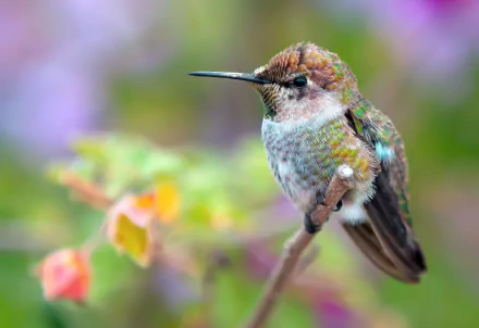 Animal hummingbird HD Desktop Wallpaper | Background Image