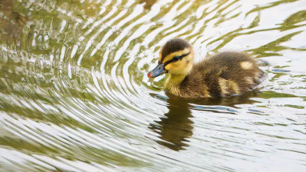 Animal duck HD Desktop Wallpaper | Background Image