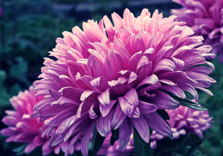 nature flower HD Desktop Wallpaper | Background Image