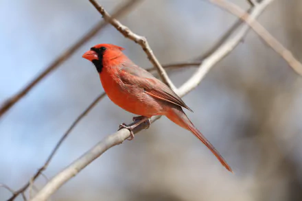 Animal cardinal HD Desktop Wallpaper | Background Image