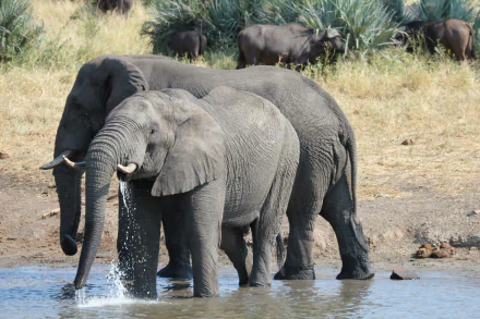 Animal elephant HD Desktop Wallpaper | Background Image