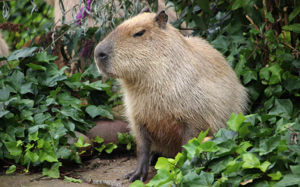 HD PC desktop wallpaper featuring a close-up of a capybara sitting calmly among lush green foliage.