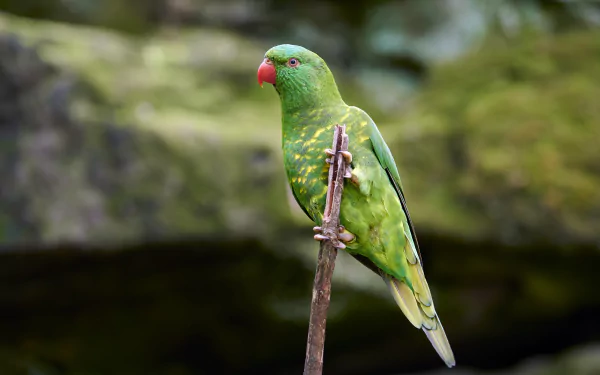 Animal parrot HD Desktop Wallpaper | Background Image