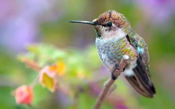 HD PC desktop wallpaper and background: close-up of a colorful hummingbird (animal) perched on a slender branch against a soft, pastel floral bokeh.