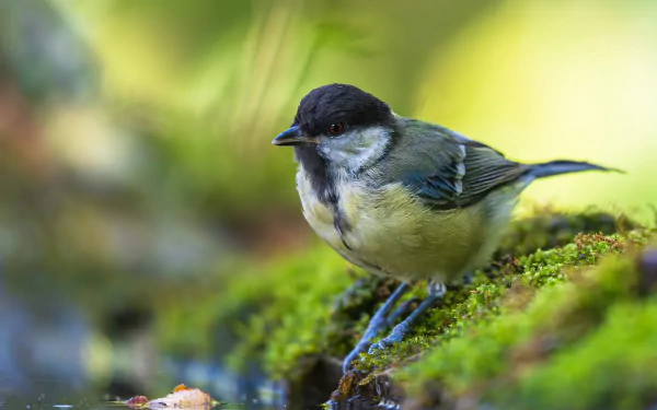 Animal titmouse HD Desktop Wallpaper | Background Image